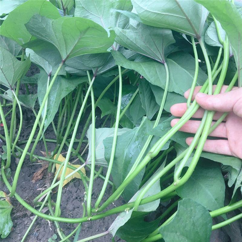 新鲜红薯梗红薯杆子红薯叶子红薯尖翠尖农家自种红薯梗