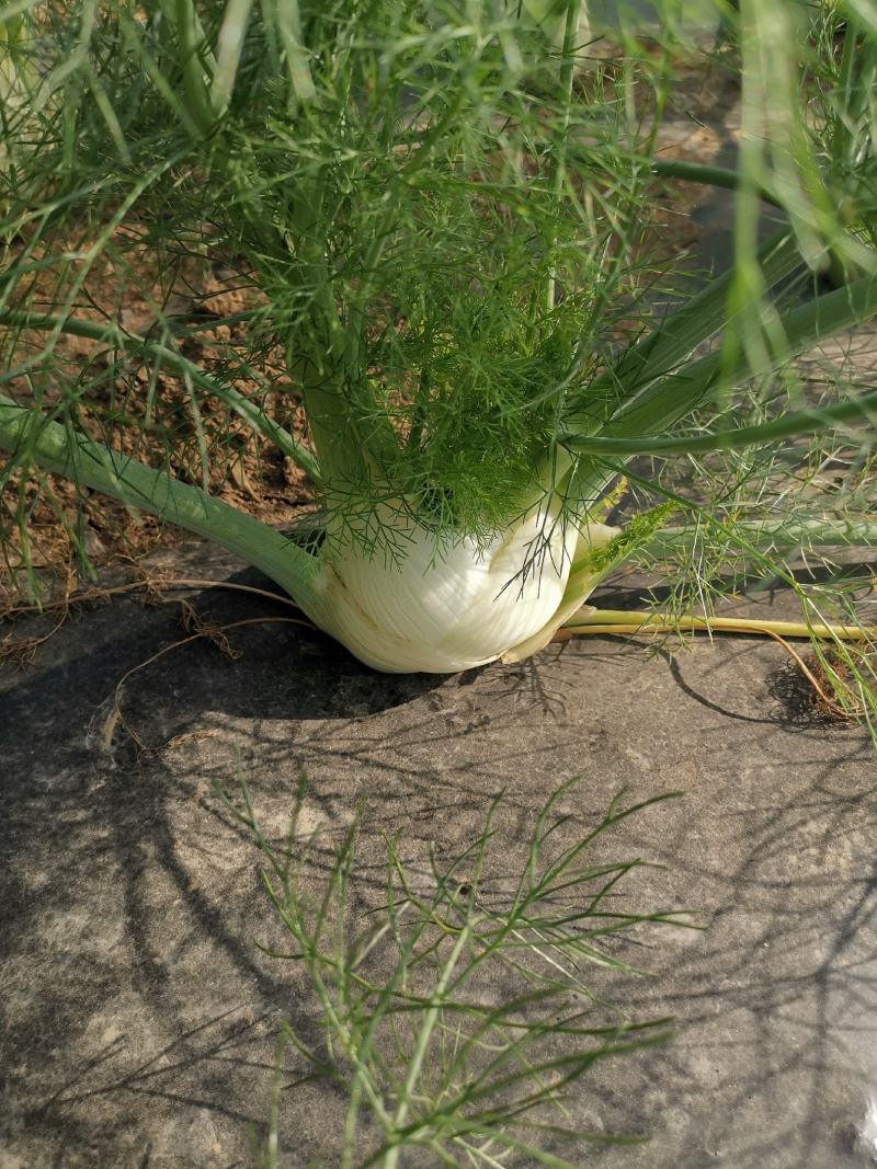 球茎茴香种子意大利茴香口感好品质露地种植