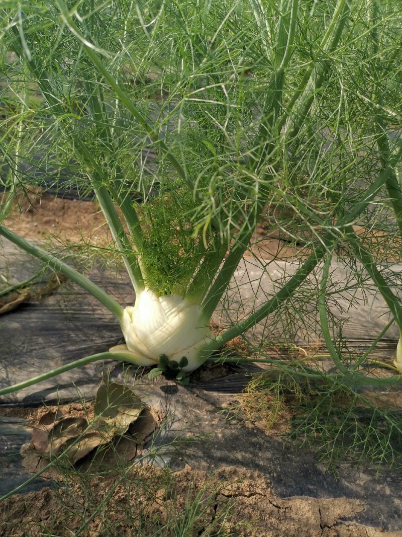 球茎茴香种子意大利茴香口感好品质露地种植