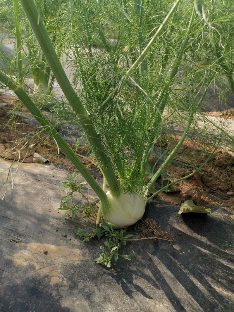 球茎茴香种子意大利茴香口感好品质露地种植