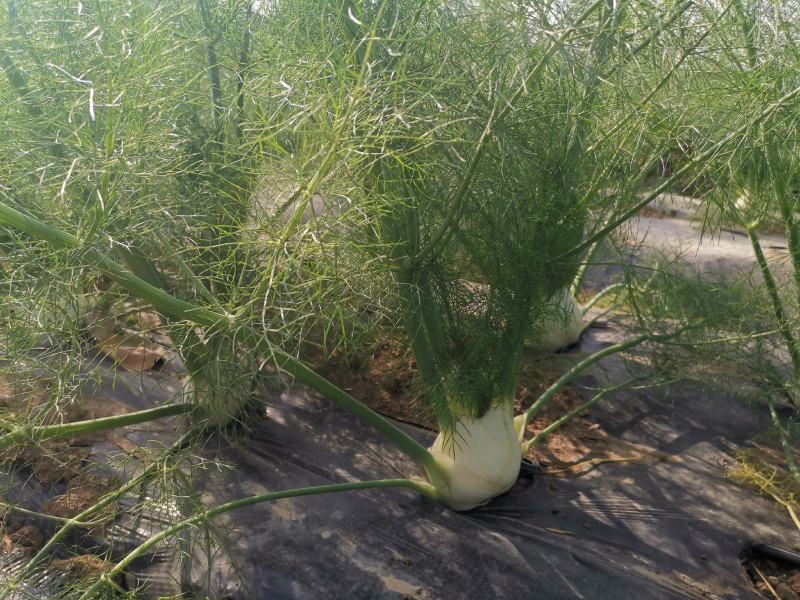 球茎茴香种子意大利茴香口感好品质露地种植