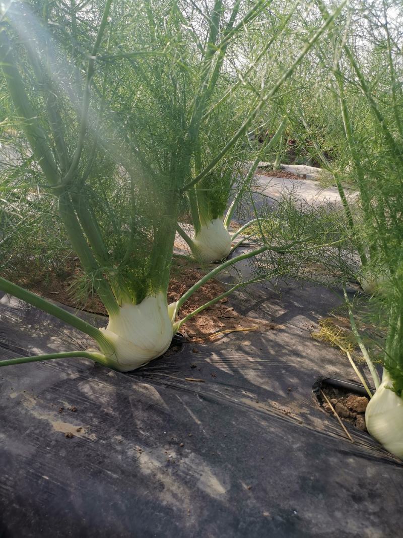 球茎茴香种子意大利茴香口感好品质露地种植