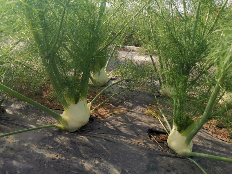 球茎茴香种子意大利茴香口感好品质露地种植
