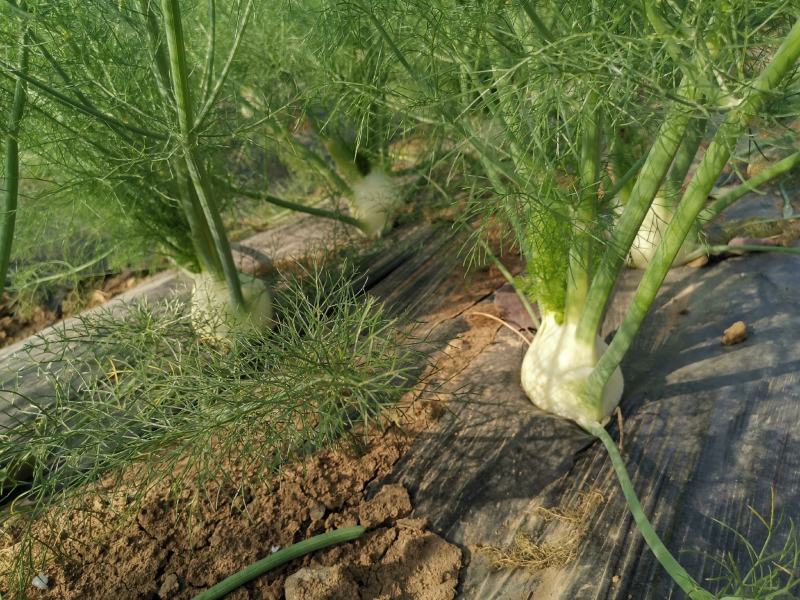 球茎茴香种子意大利茴香口感好品质露地种植