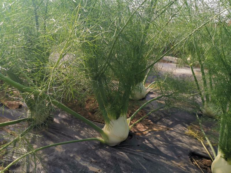 球茎茴香种子意大利茴香口感好品质露地种植