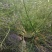 球茎茴香种子意大利茴香口感好品质露地种植
