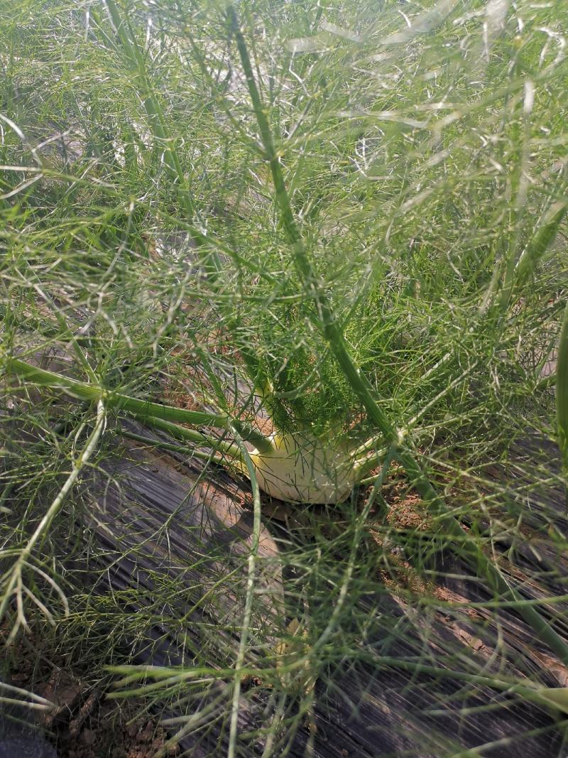 球茎茴香种子意大利茴香口感好品质露地种植