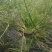 球茎茴香种子意大利茴香口感好品质露地种植