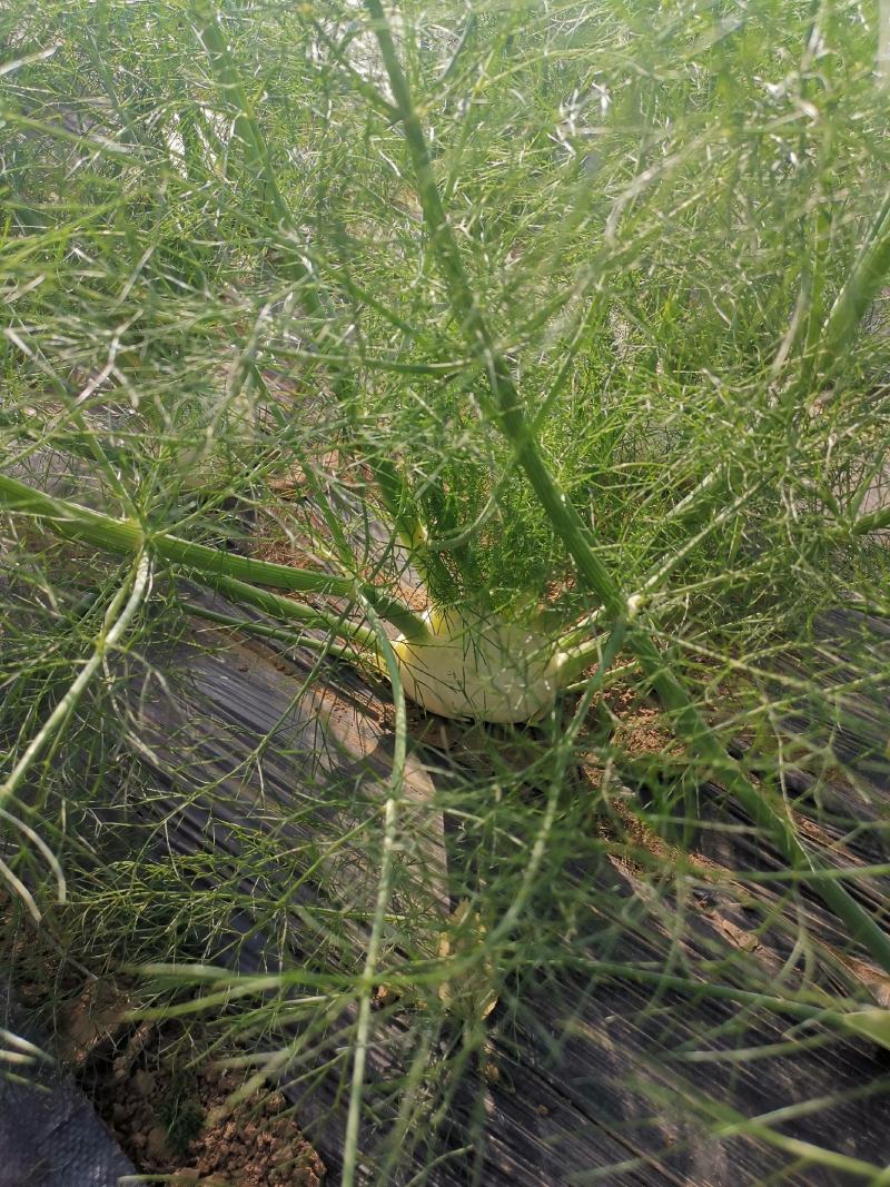 球茎茴香种子意大利茴香口感好品质露地种植