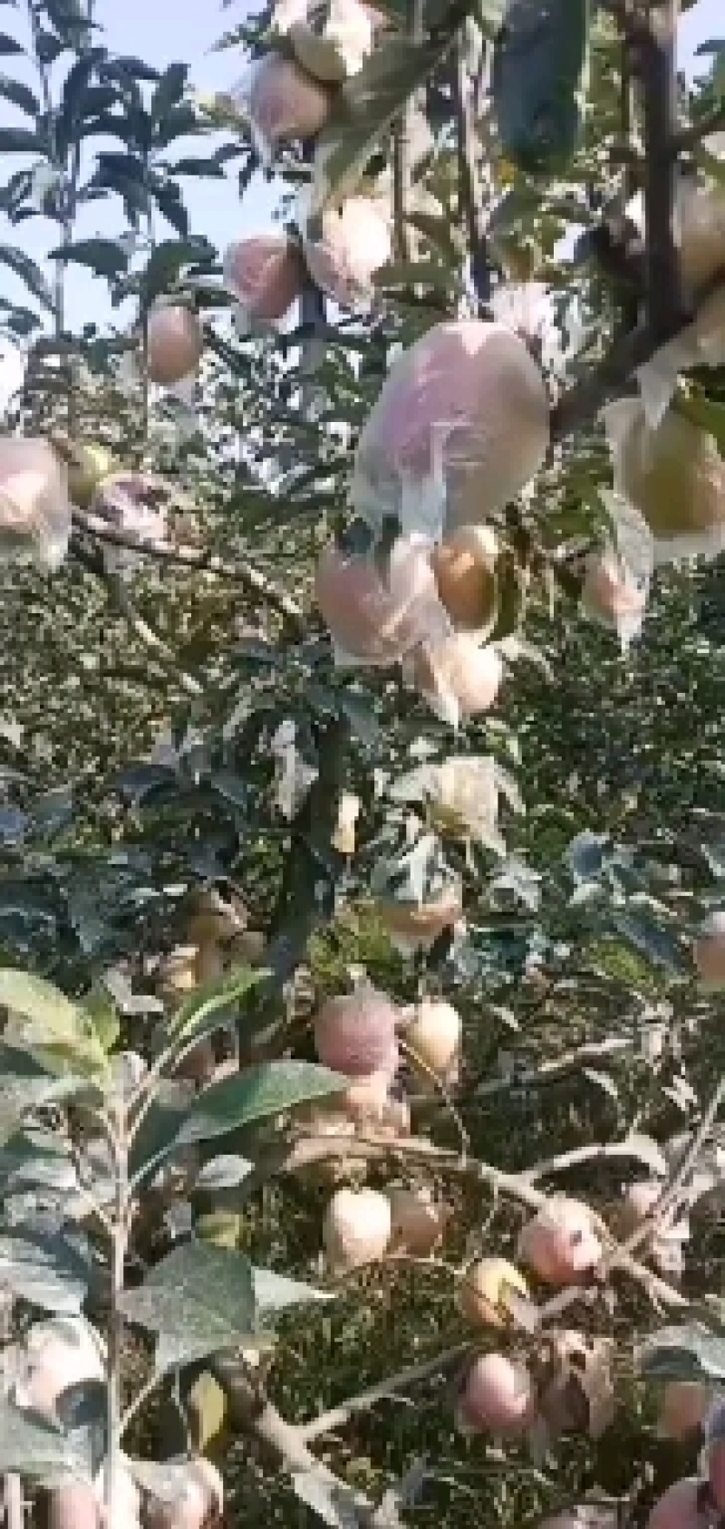 红富士苹果大量上市了，欢迎新老客户前来选购。