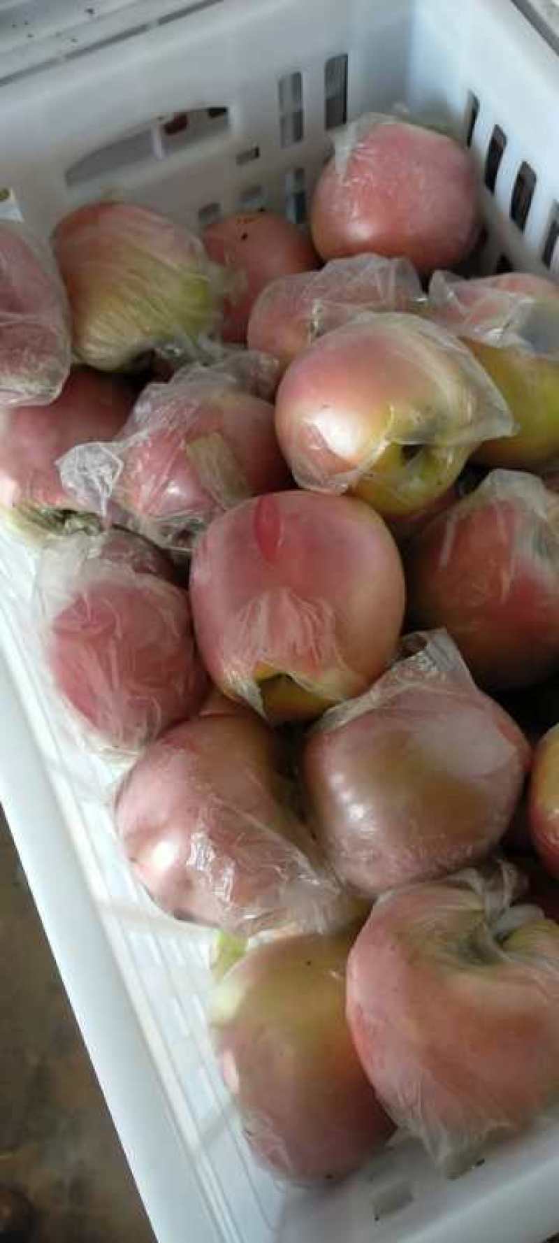 红富士苹果大量上市了，欢迎新老客户前来选购。