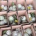 红心芭乐5斤装一件代发