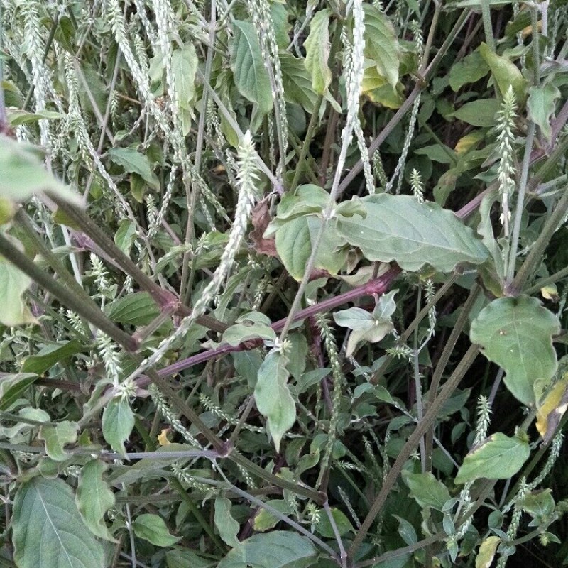 野生土牛膝中药材包邮