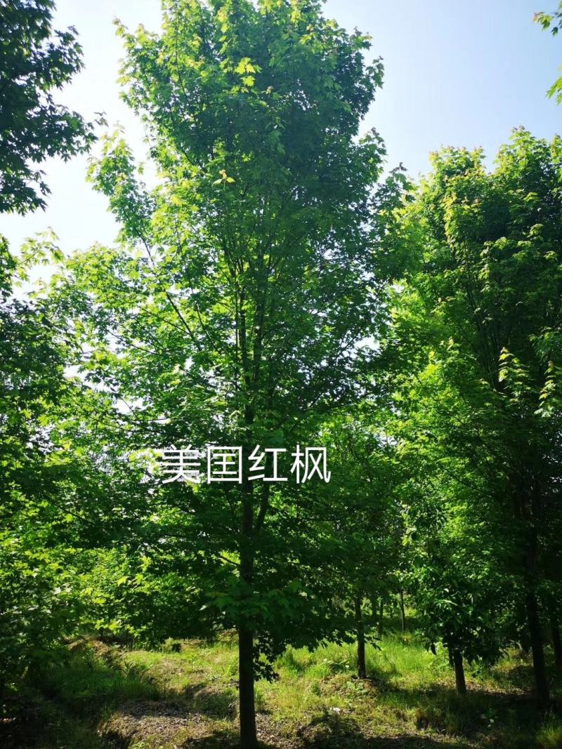 美国红枫，胸径10一20公分，各种规格量大
