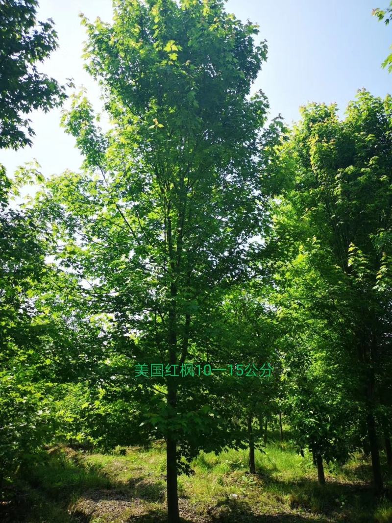 美国红枫，胸径10一20公分，各种规格量大