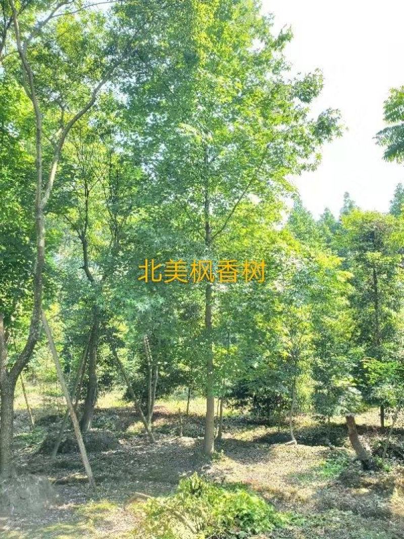 美国红枫，胸径10一20公分，各种规格量大