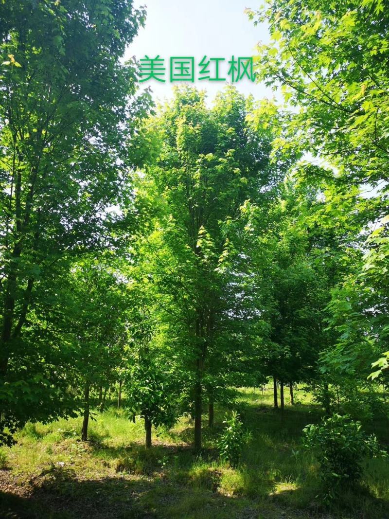 美国红枫，胸径10一20公分，各种规格量大