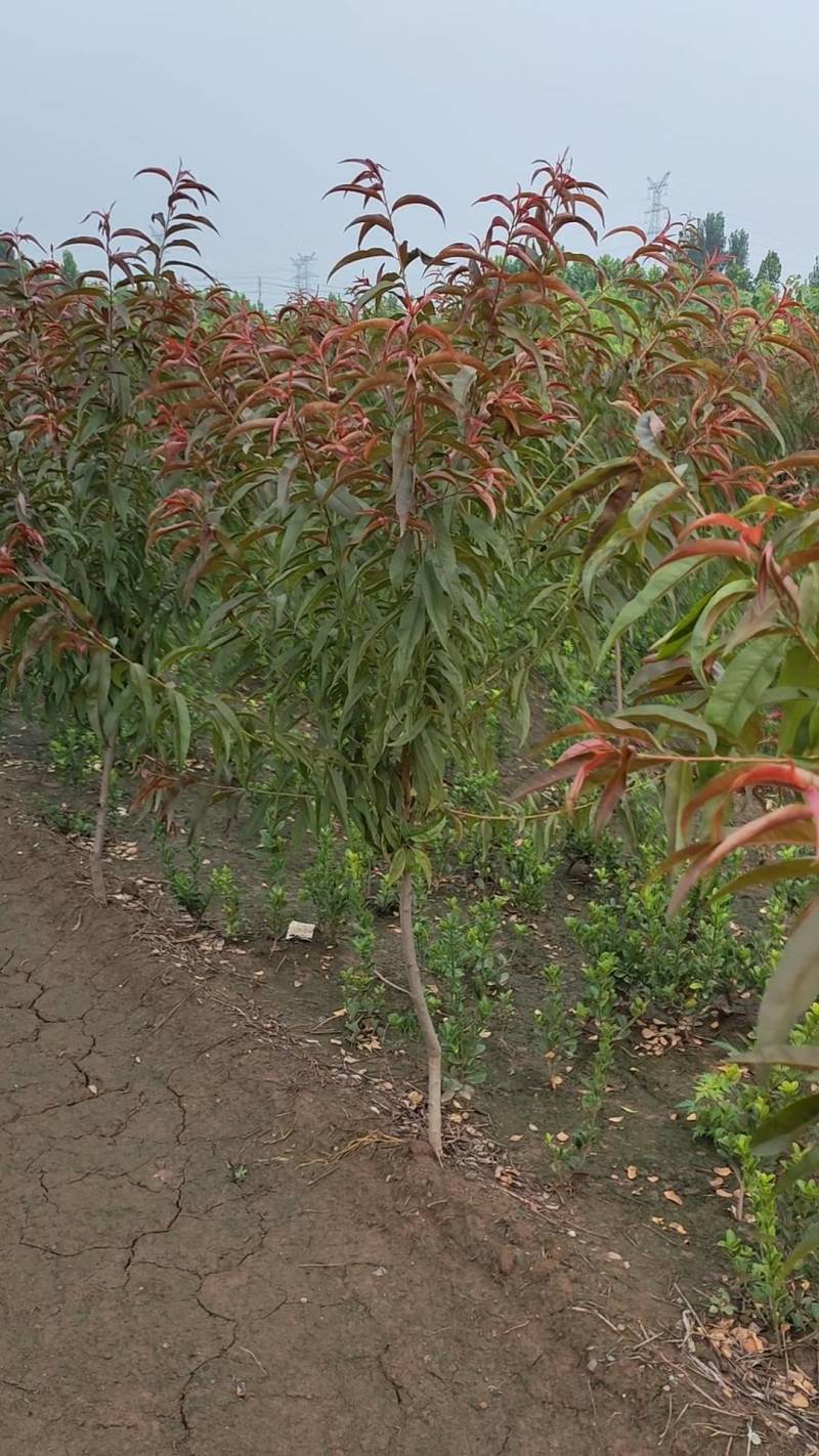 1-8公分红叶碧桃，量大，欢迎新老客户光临选购，基地现货
