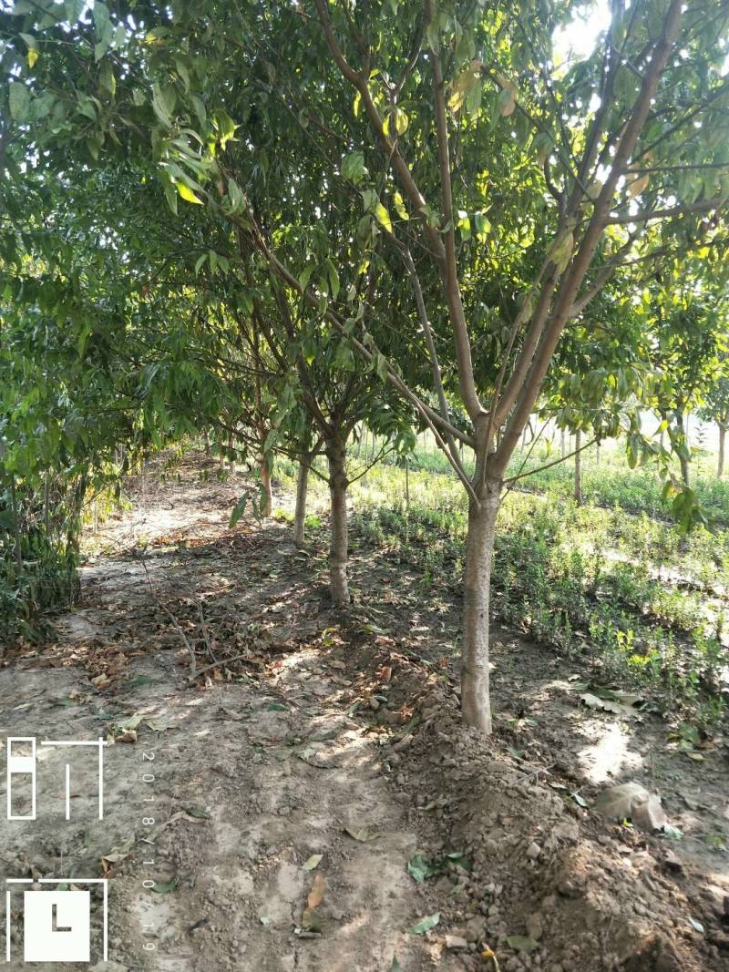 1-8公分红叶碧桃，量大，欢迎新老客户光临选购，基地现货