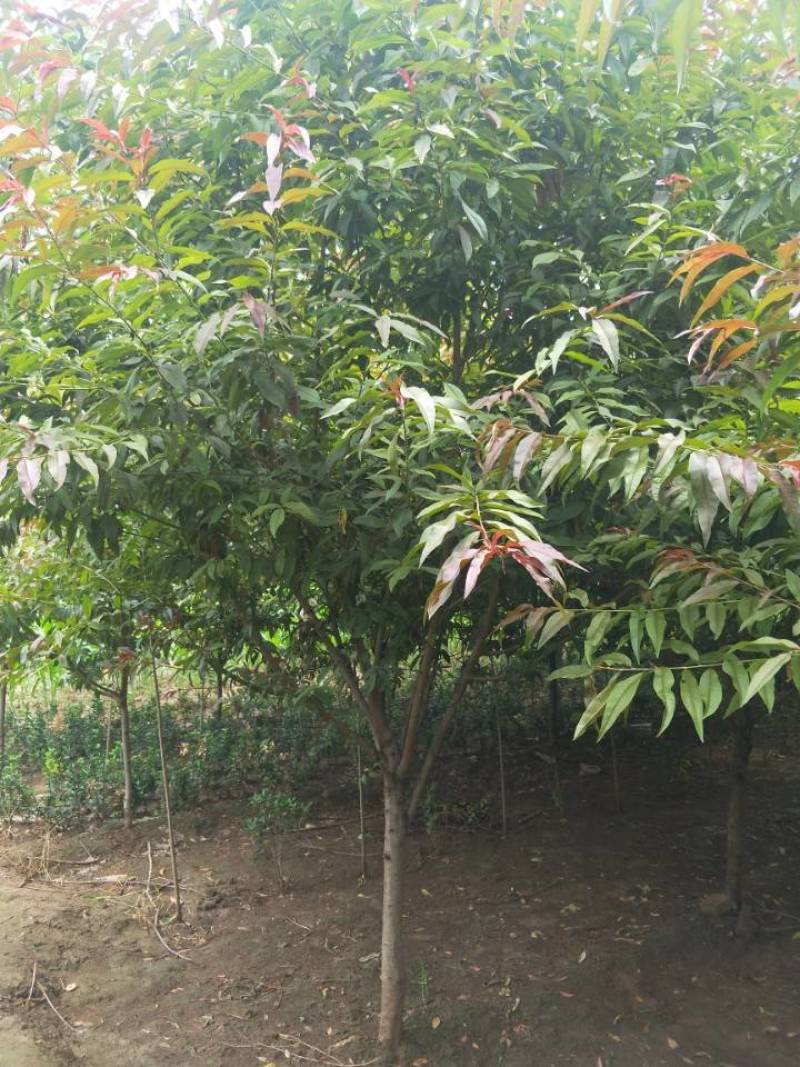 1-8公分红叶碧桃，量大，欢迎新老客户光临选购，基地现货
