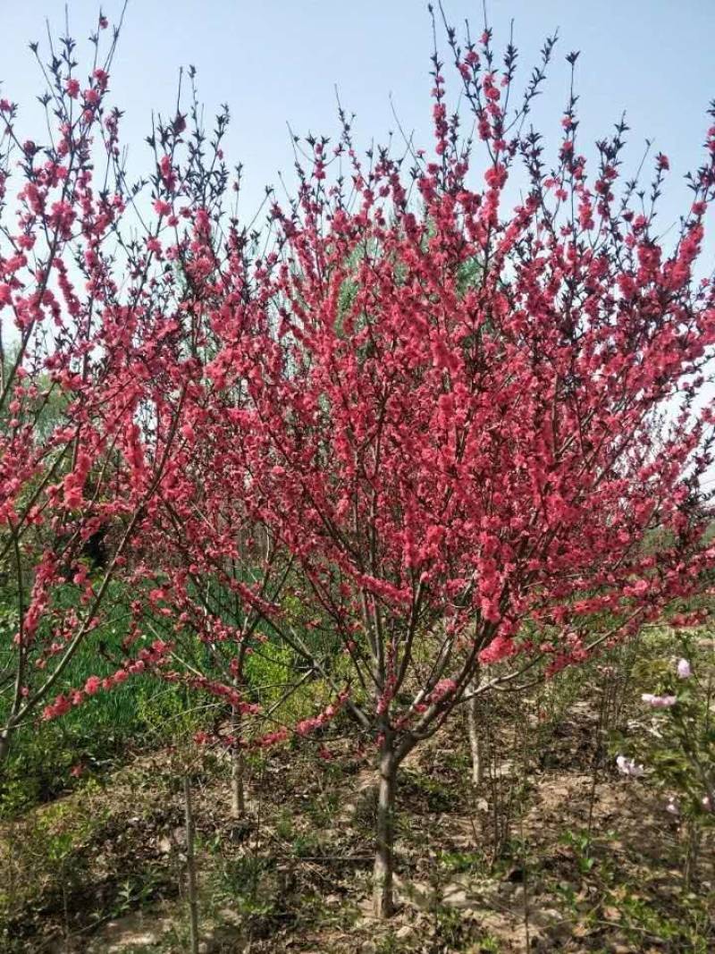 1-8公分红叶碧桃，量大，欢迎新老客户光临选购，基地现货