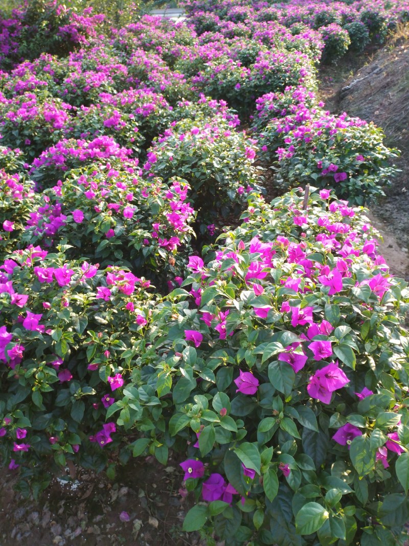 自家苗圃三角梅品种纯正成活率高免费提供种植技术