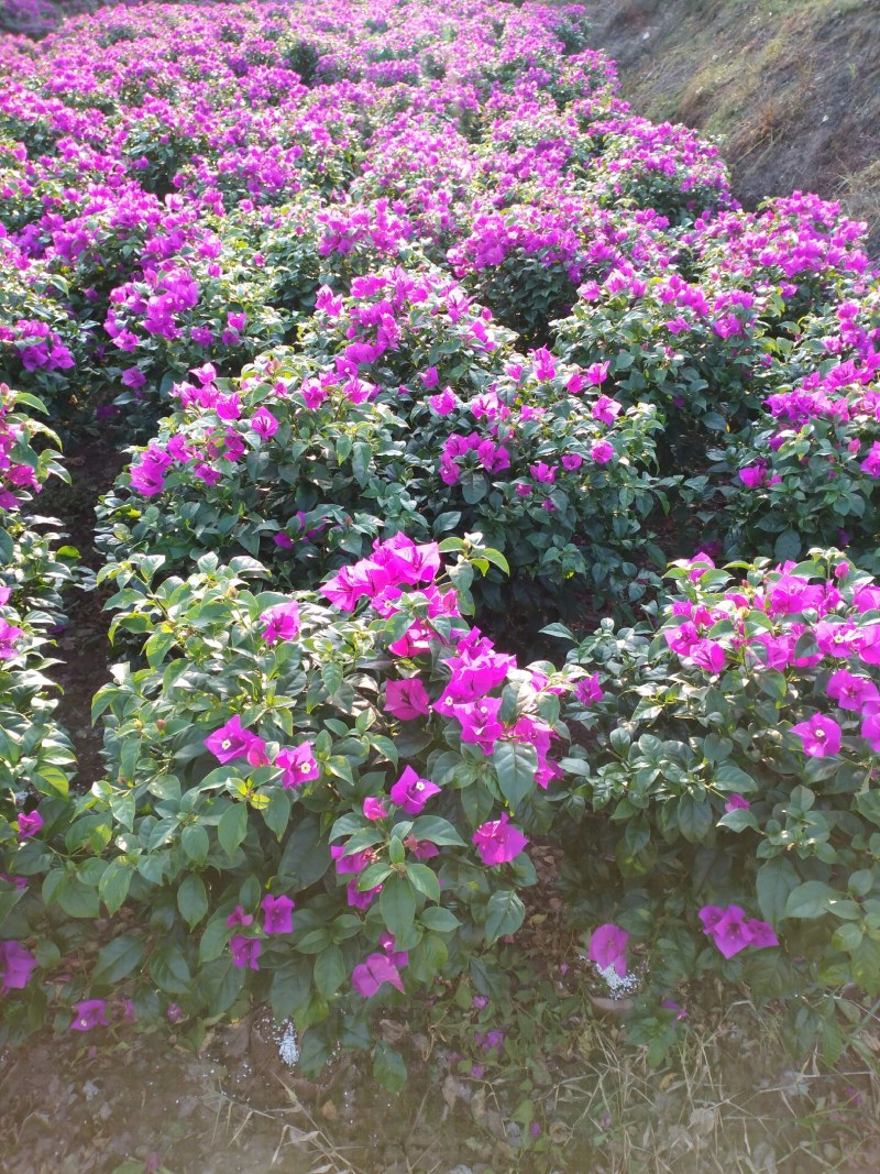 自家苗圃三角梅品种纯正成活率高免费提供种植技术
