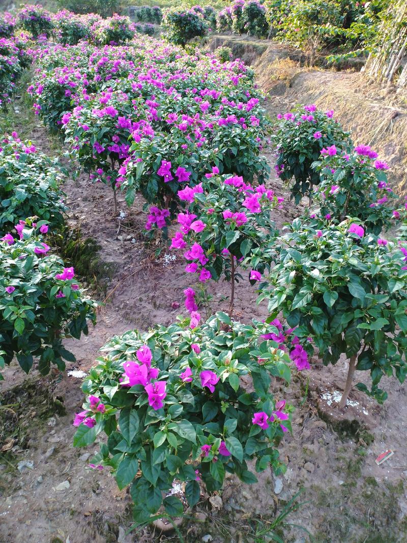 自家苗圃三角梅品种纯正成活率高免费提供种植技术