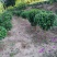 自家苗圃三角梅品种纯正成活率高免费提供种植技术