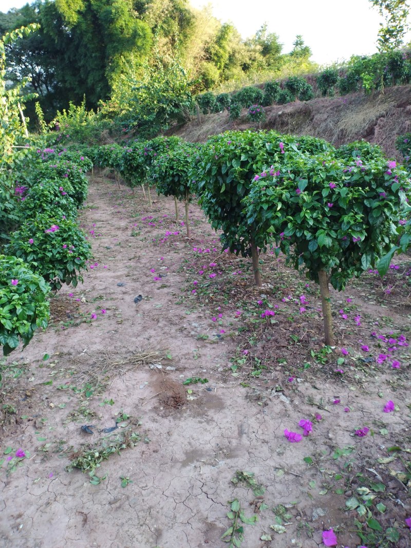 自家苗圃三角梅品种纯正成活率高免费提供种植技术