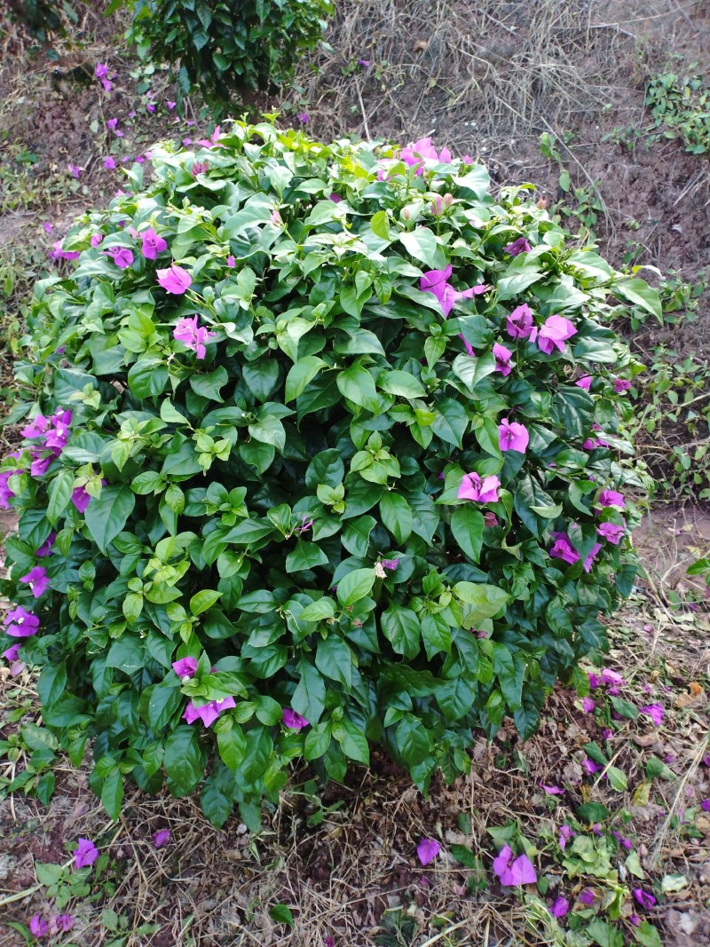 自家苗圃三角梅品种纯正成活率高免费提供种植技术