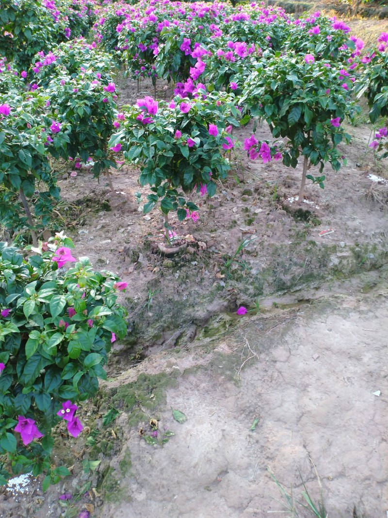 自家苗圃三角梅品种纯正成活率高免费提供种植技术