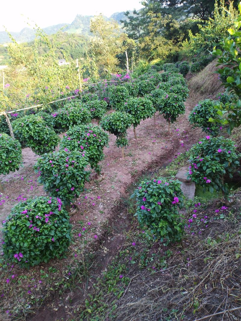 自家苗圃三角梅品种纯正成活率高免费提供种植技术