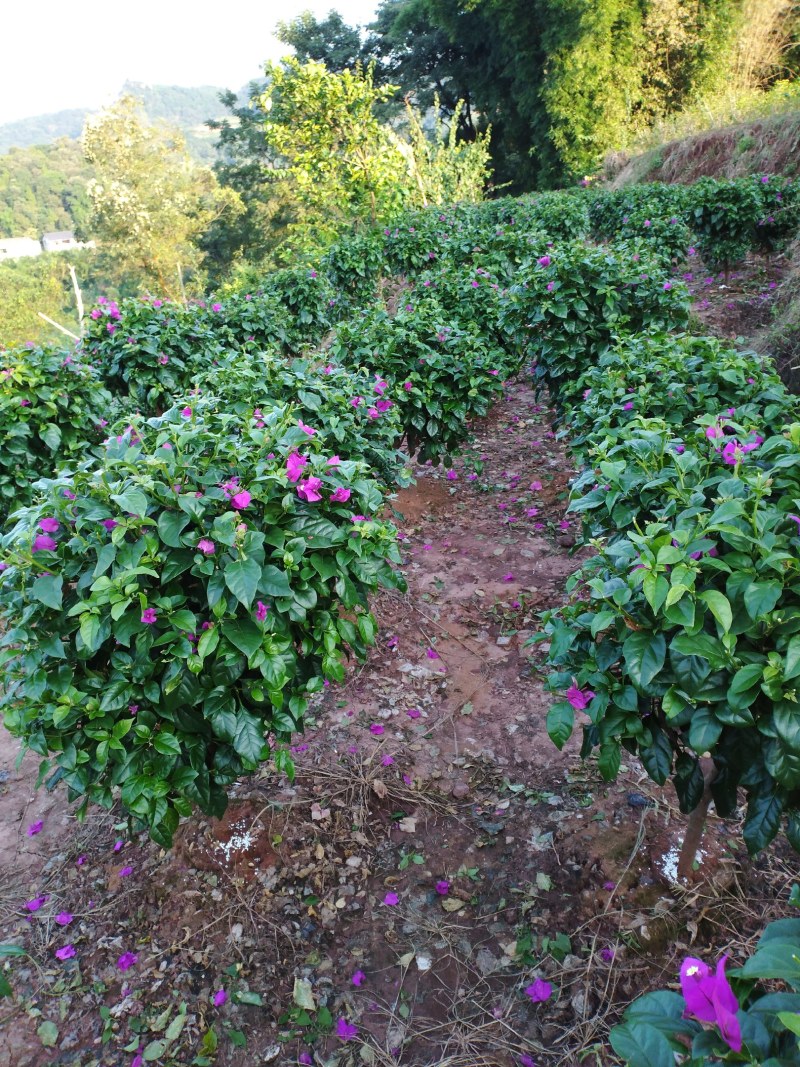 自家苗圃三角梅品种纯正成活率高免费提供种植技术