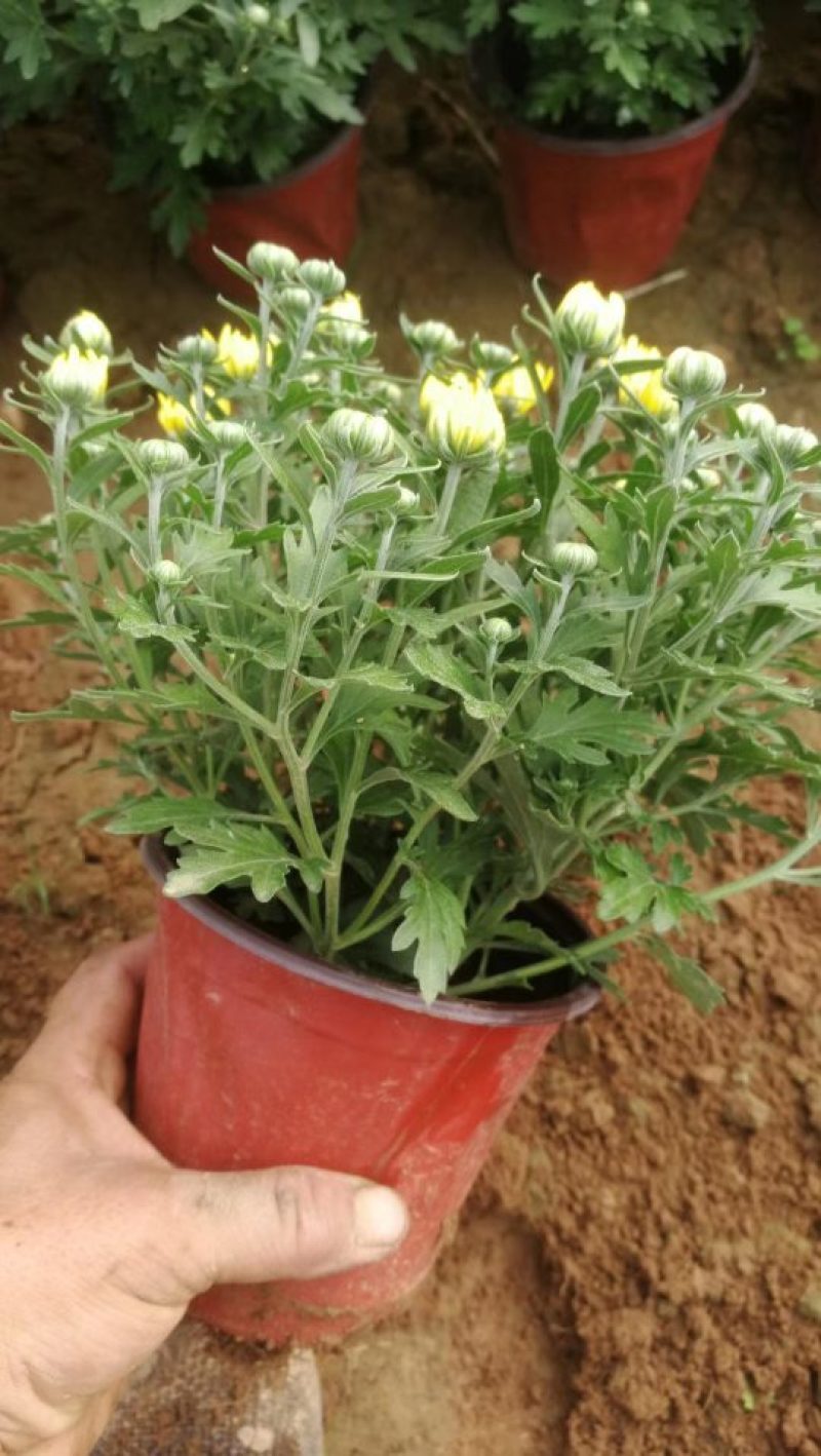 【精品】国庆菊，千头菊，大菊花，质优价廉