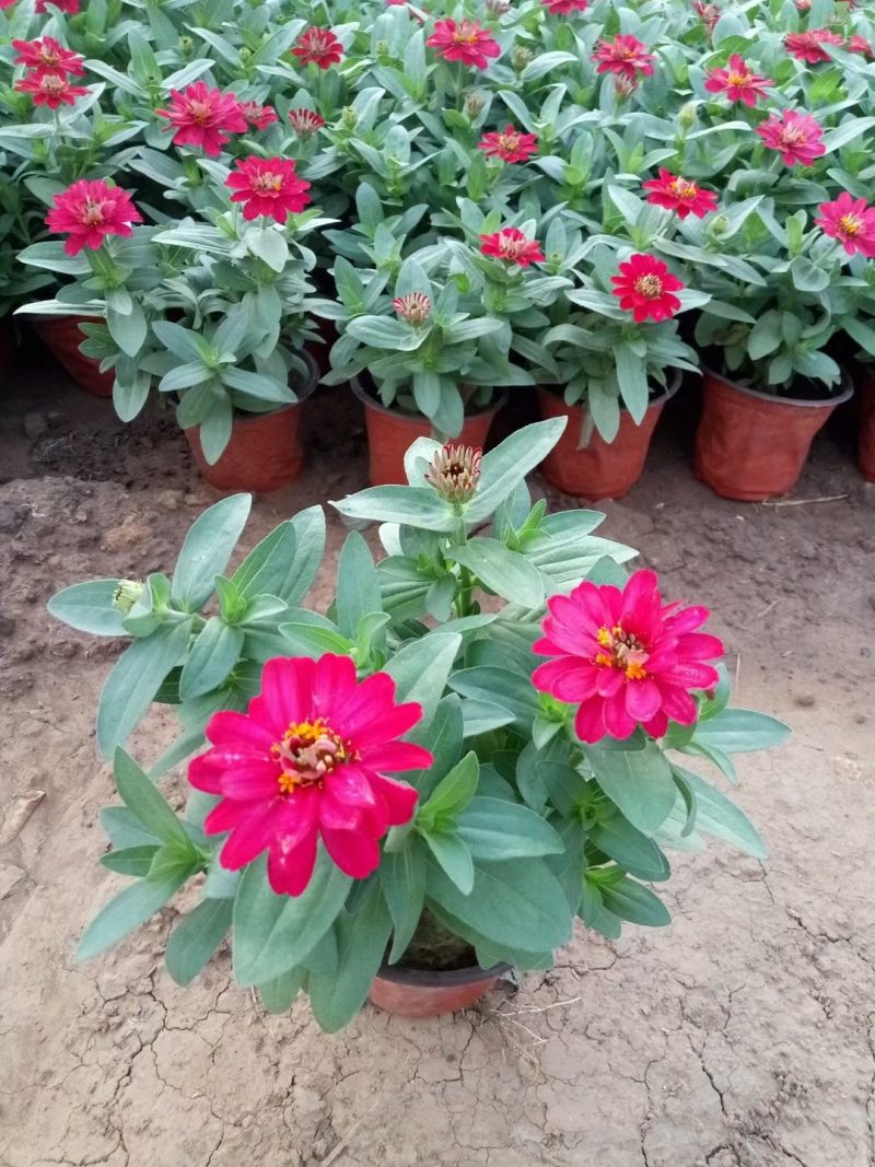 【精品】国庆菊，千头菊，大菊花，质优价廉