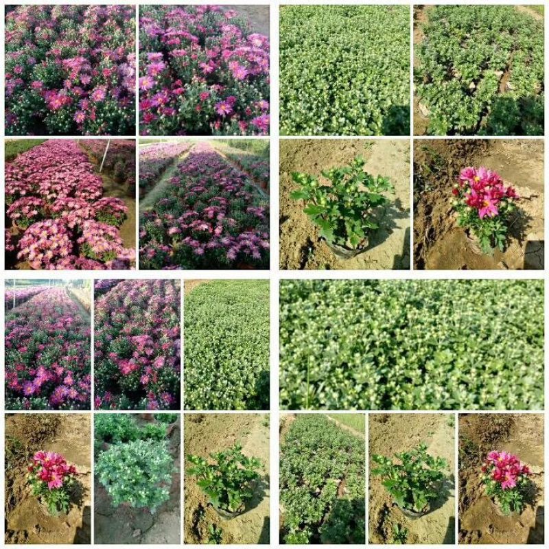 【精品】国庆菊，千头菊，大菊花，质优价廉