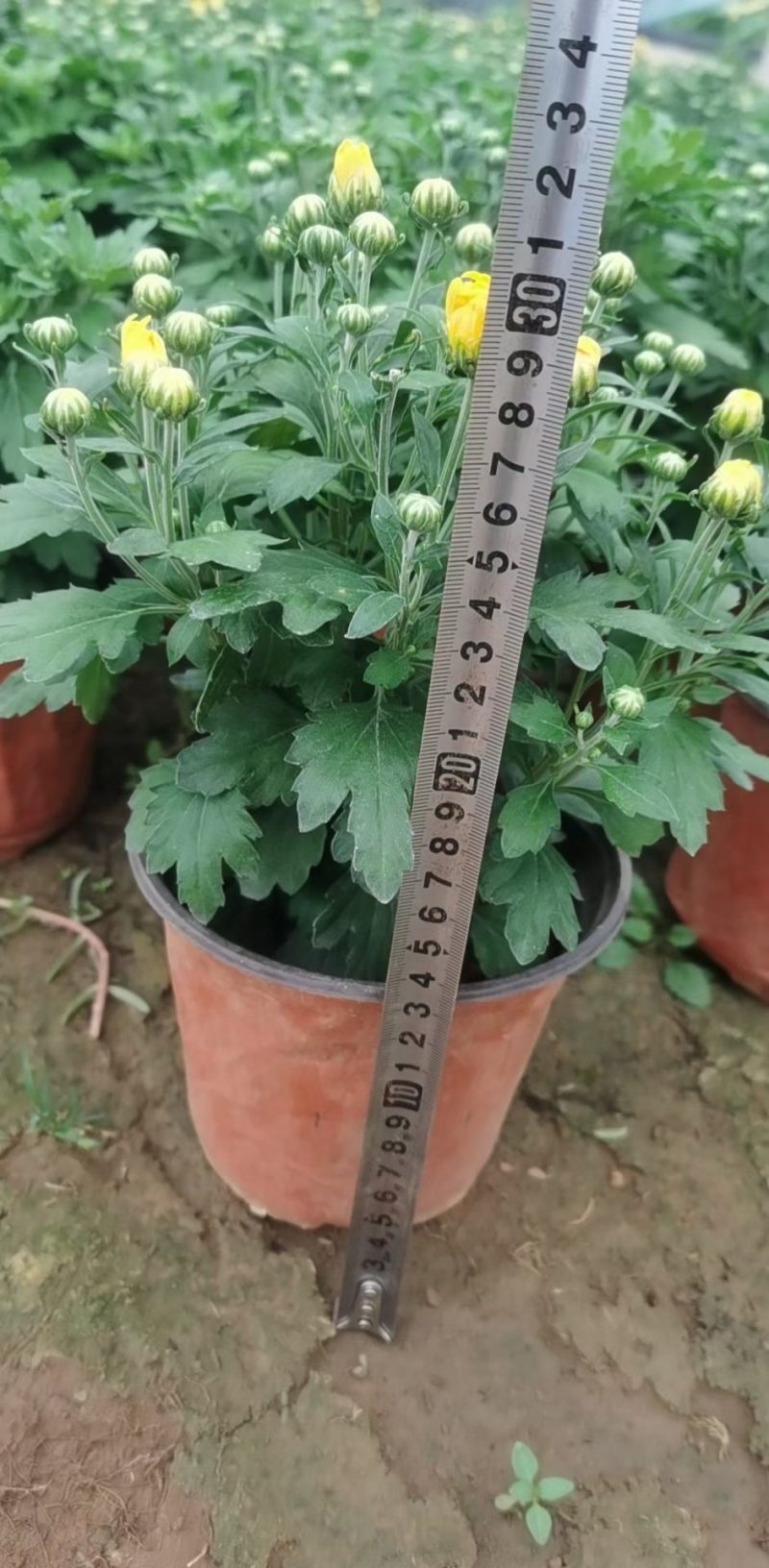 【精品】国庆菊，千头菊，大菊花，质优价廉
