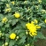 【精品】国庆菊，千头菊，大菊花，质优价廉