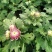 【精品】国庆菊，千头菊，大菊花，质优价廉
