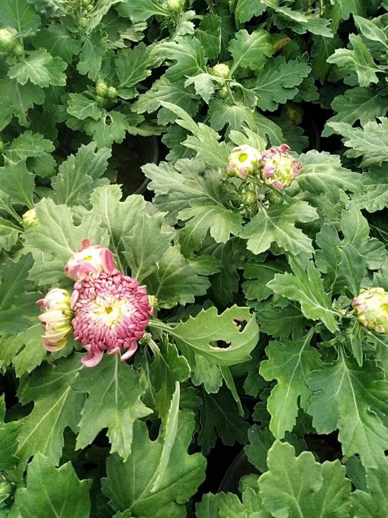 【精品】国庆菊，千头菊，大菊花，质优价廉