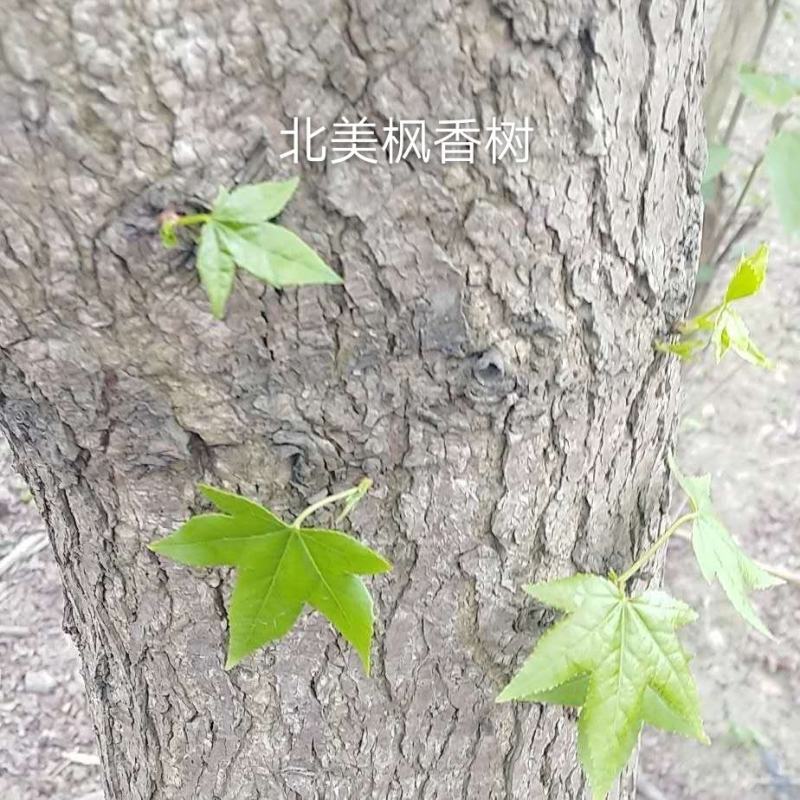 北美枫香树，胸径15一25公分，大量有货