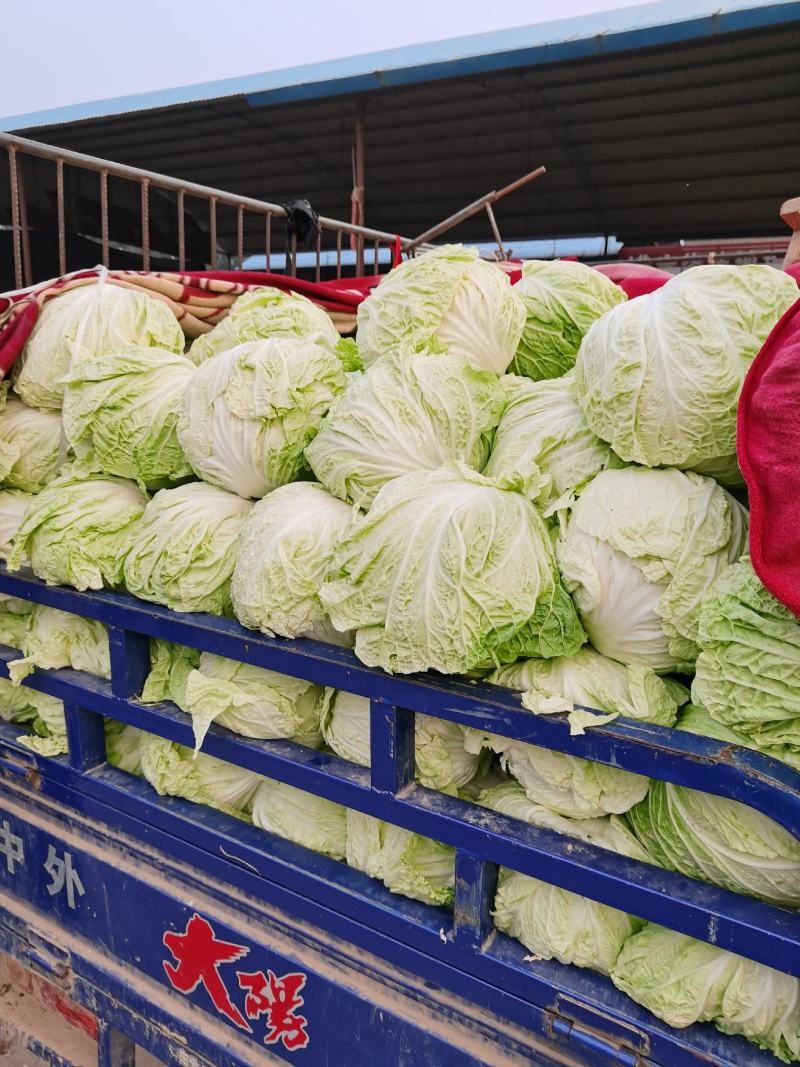 河南白菜，新科小包白菜，视频看货，线上保障交易。