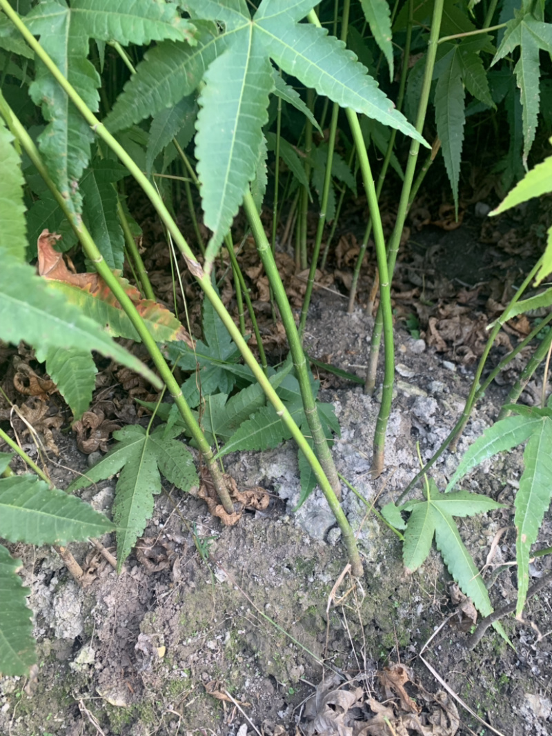 青枫小苗青枫小苗青枫小苗青枫小苗青枫小苗青枫