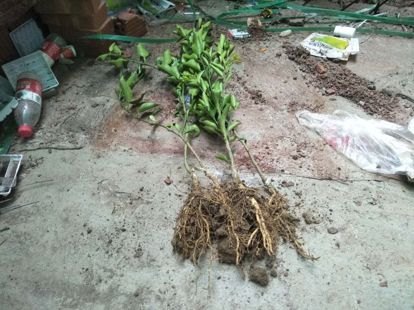 柑桔移栽时根区施用生根剂颗粒现场图