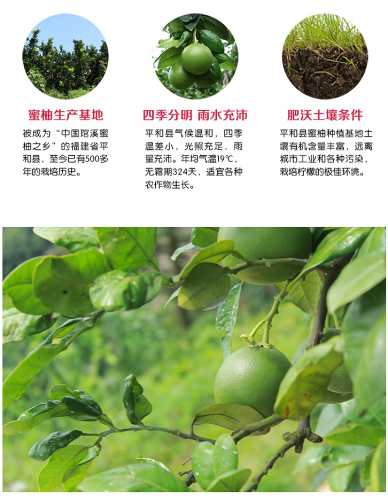 福建平和琯溪红心柚当季时令新鲜水果孕妇水果