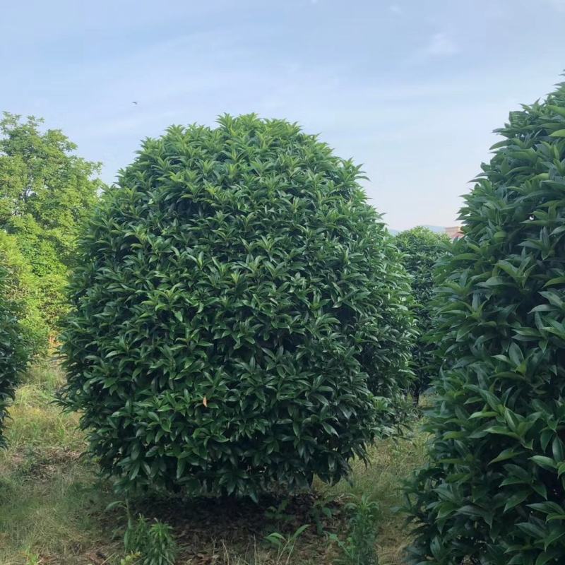 丛生地笼桂花树，各种规格的冠幅大量出售