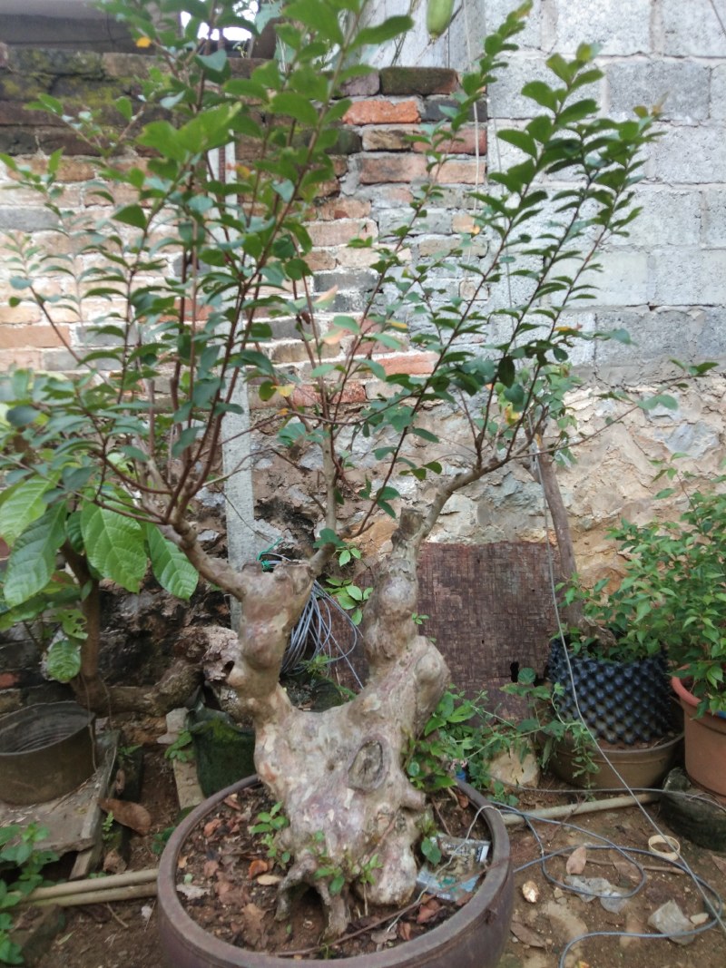 紫薇，看上的老板撩我