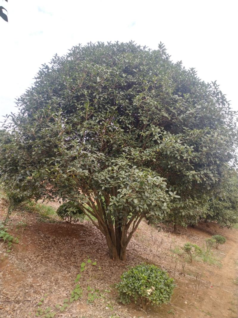 丛生地笼桂花树，各种规格的冠幅大量出售