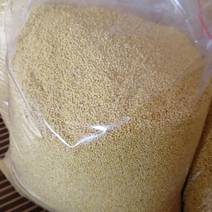 合作社自产自销的富硒红谷子小米货品优质营养健康